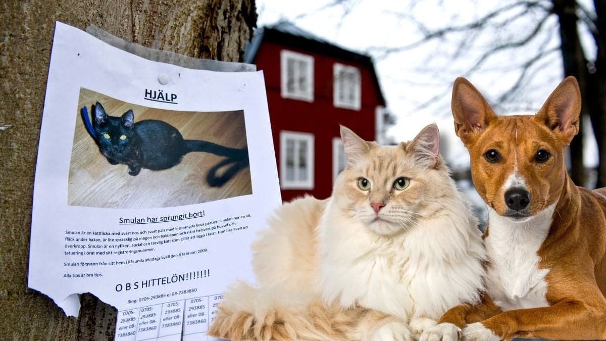 Lapp om efterlyst katt och en katt och hund