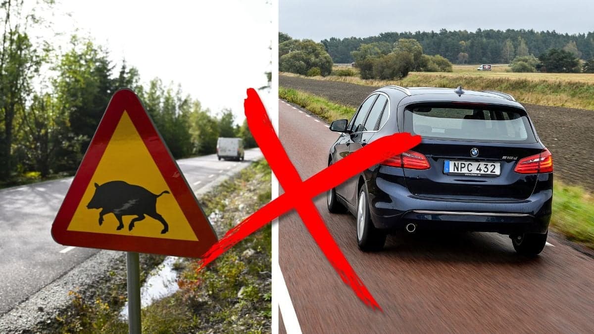 Vildsvin skylt och bil.