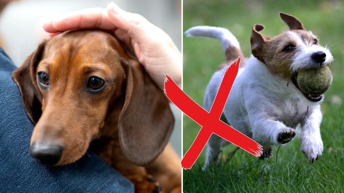 En tax i famnen på sin ägare och en Jack russel-terrier på språng.