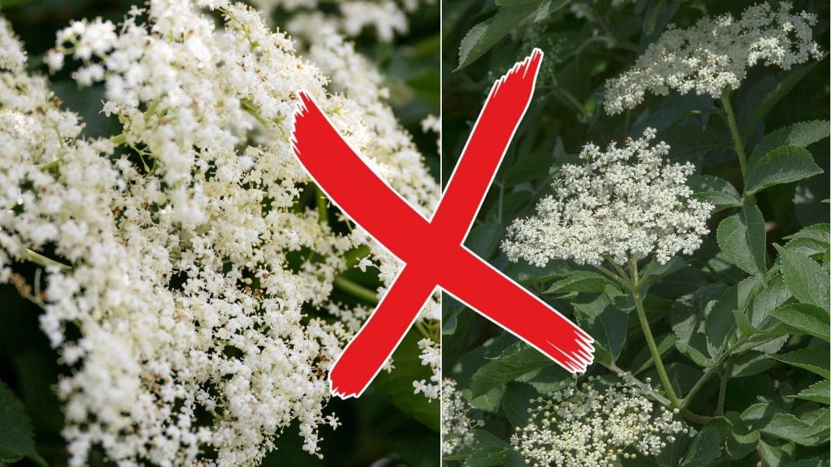 Bilder på fläderblommor.