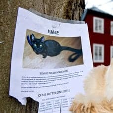 Lapp om efterlyst katt och en katt och hund
