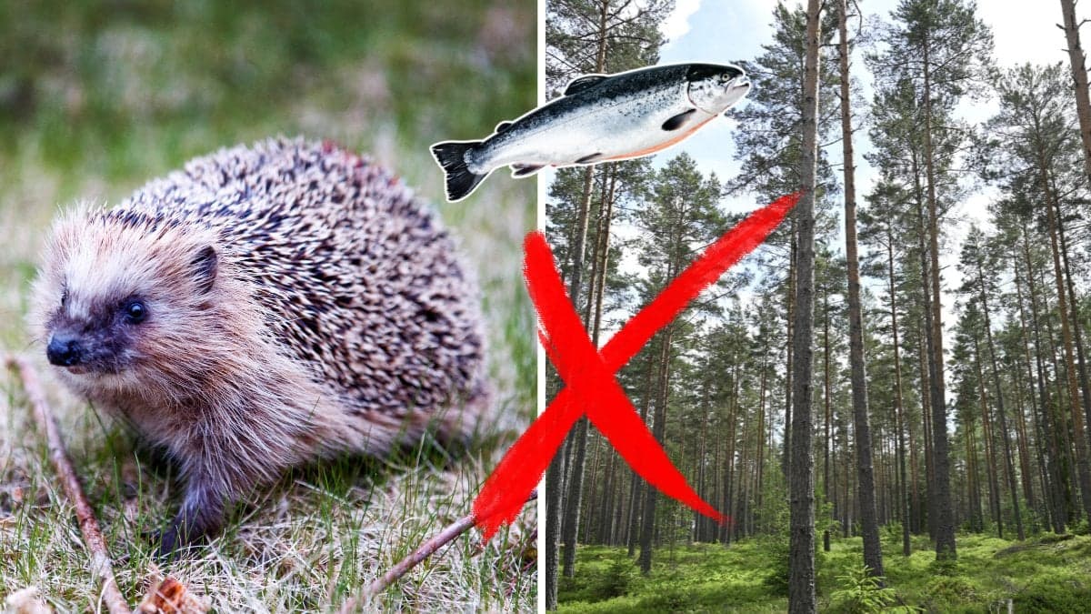 Igelkott, lax rött kryss och skog