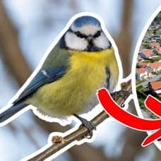 Blåmes och villaområde i Sverige