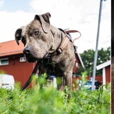 Hund, katt