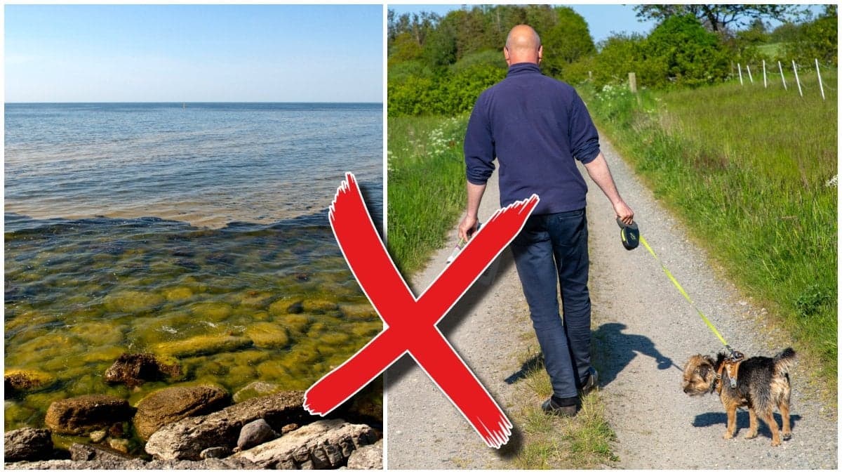 Algblomning i svenskt vatten och man promenerar med sin hund.