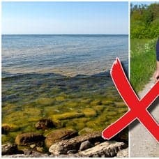 Algblomning i svenskt vatten och man promenerar med sin hund.