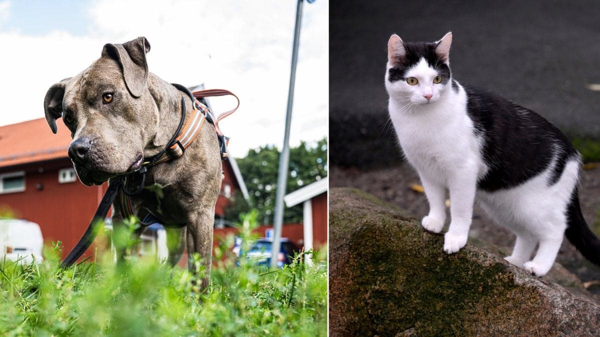 Hund, katt
