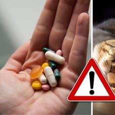 Medicin och tabletter och en hund och katt.