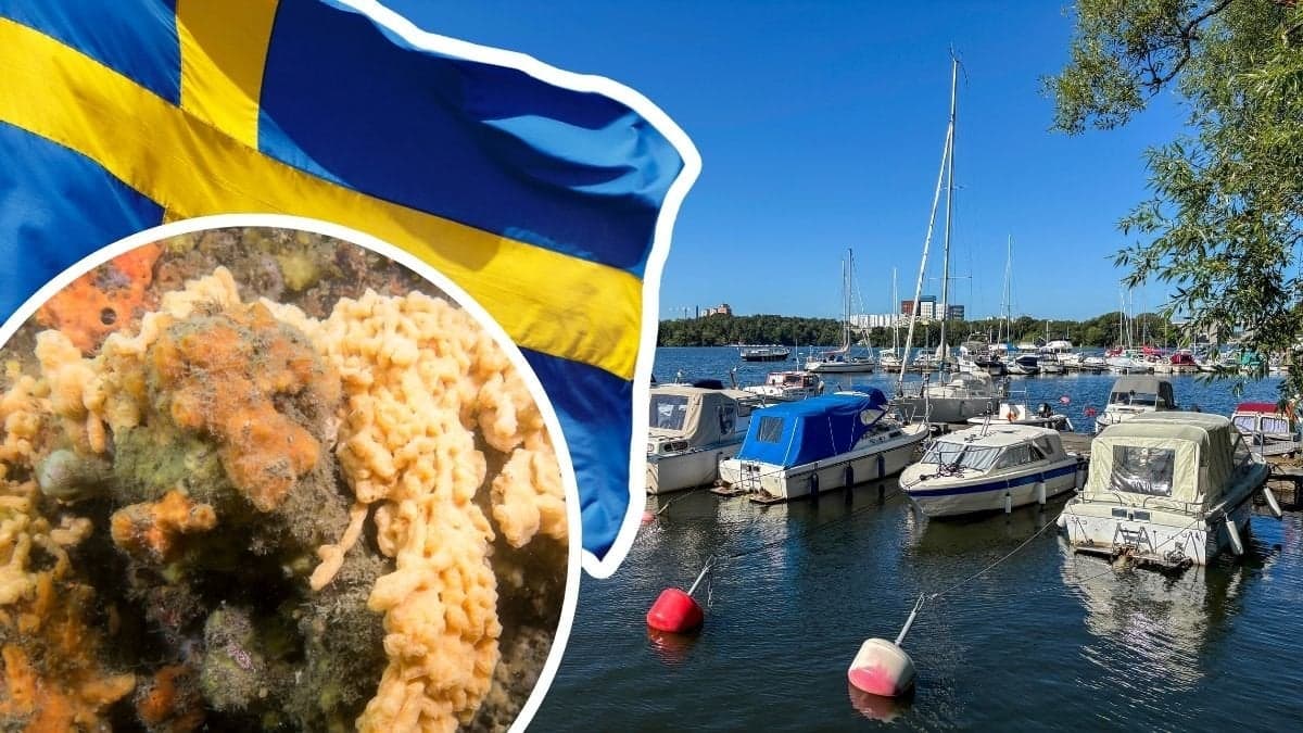 Havsspya, svensk flagga och båtar