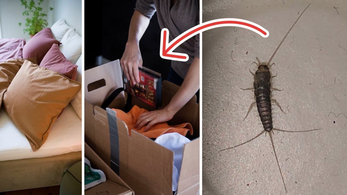 Långsprötad silverfisk.