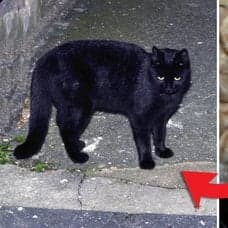 Svart katt och katt.