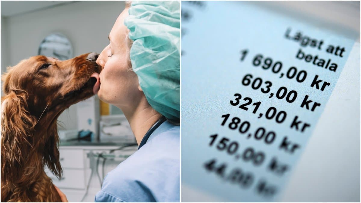 Här är Sveriges dyraste veterinärkliniker.