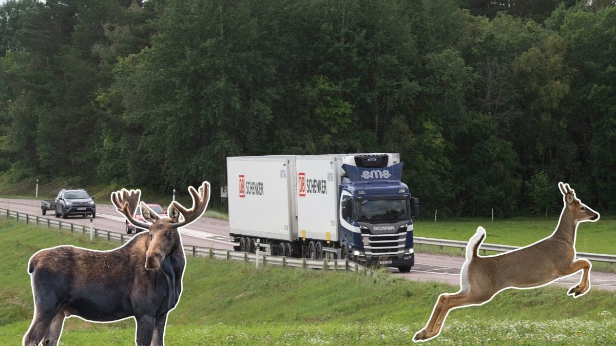 Älg, rådjur bil, trafik