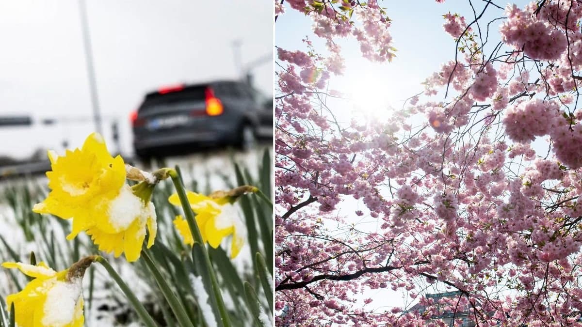 Snötäckt påsklilja och sol genom grönskande träd.