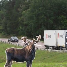Älg, rådjur bil, trafik
