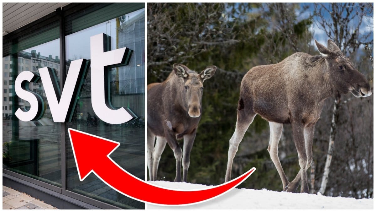 SVT:s skylt och två älgar som går i skogen. 