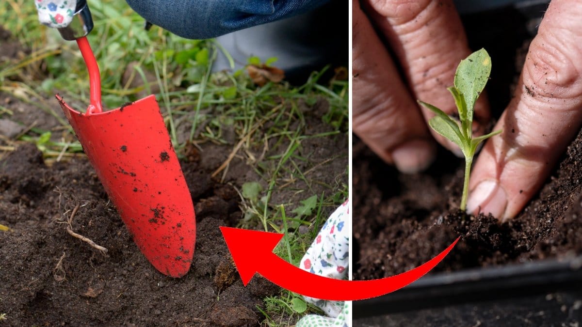 Bild på en planta och en trädgårdsspade.