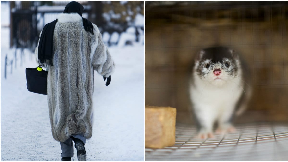 Kvinna i kappa, en mink.