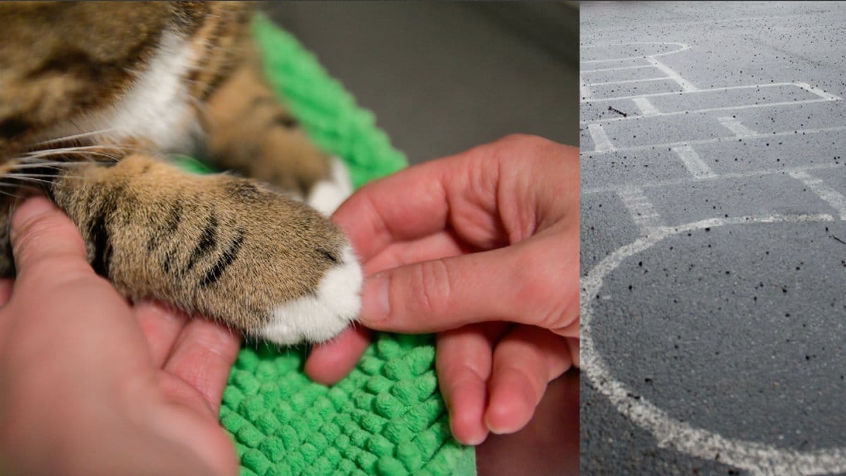 Katt misshandlades av tonårspojkar.