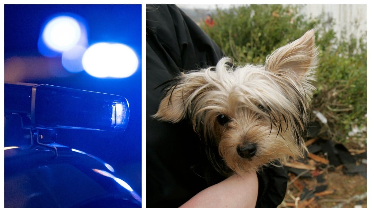 Två män döms till fängelse efter den blodiga hämndaktionen.