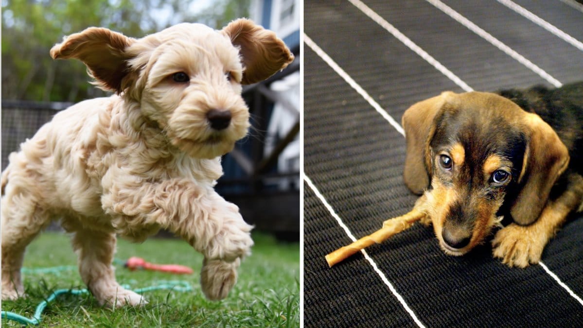 Flera hundar behöva lämnas ensamma och behöver därför ensamtränas.