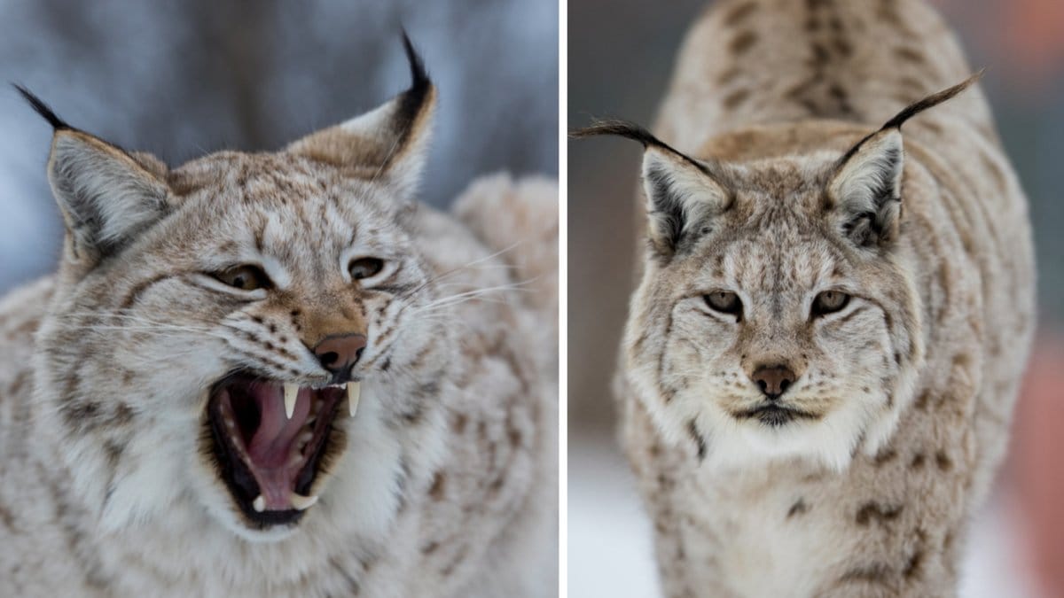 Totalt får 201 lodjur skjutas i landet under årets jakt. Arkivbild.