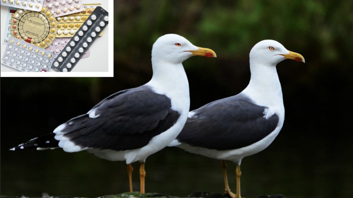 Ge-fiskmasar-p-piller