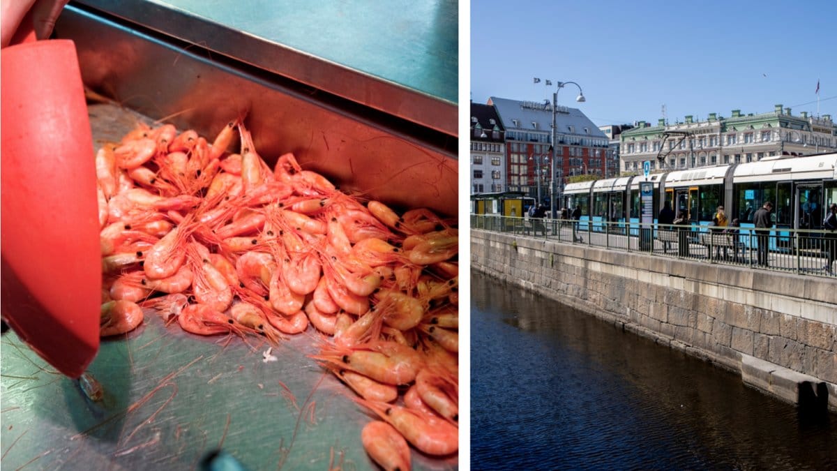 Färska räkor? Eller är de i själva verket flera veckor gamla.