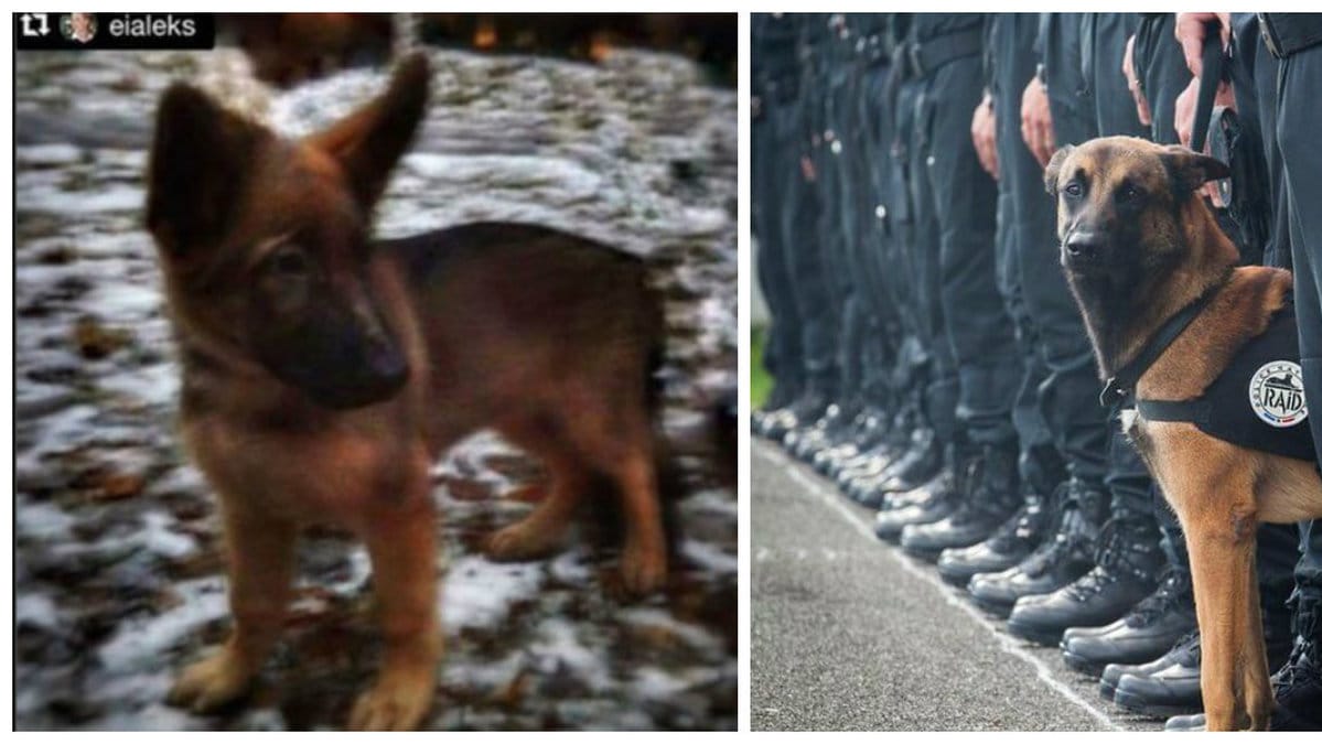 Efter att hunden Diesel miste livet i terrordåden i Paris skänkte Ryssland nya valpen Dobrynia.