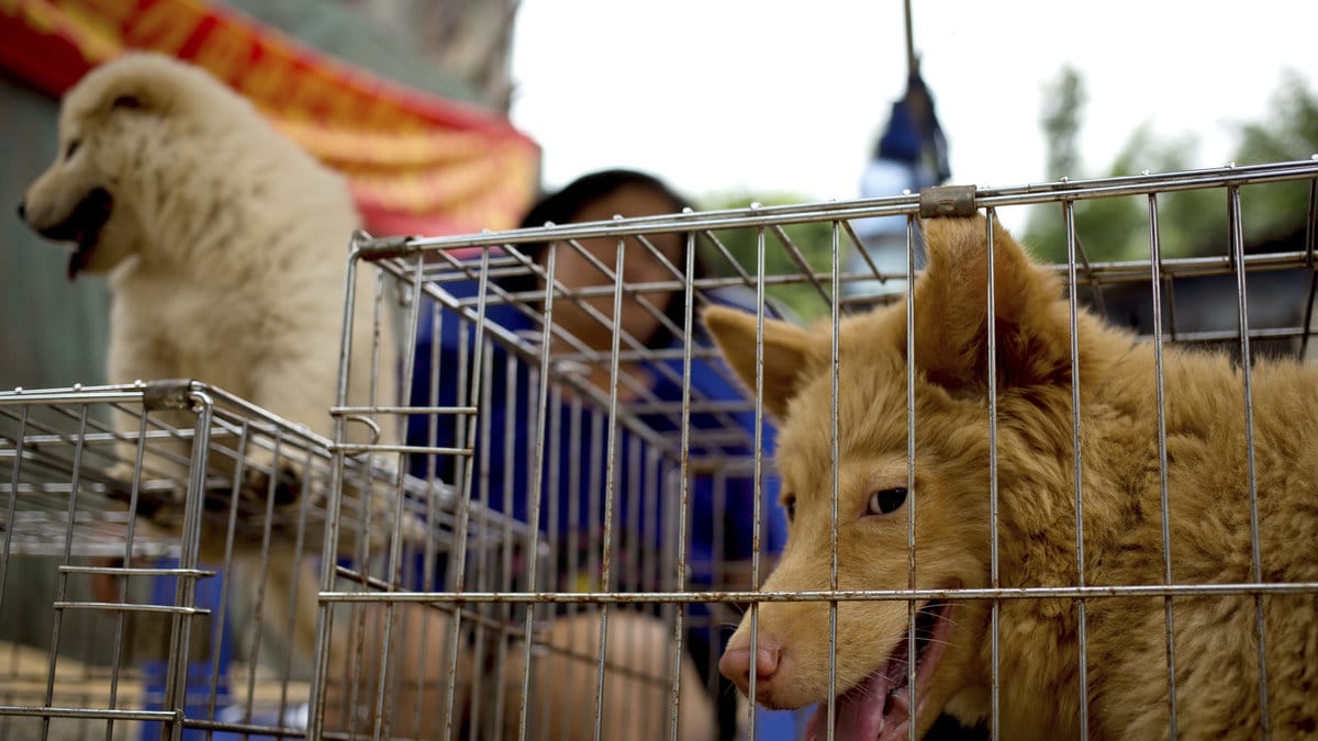 Hundar vid festivalen i Yulin.
