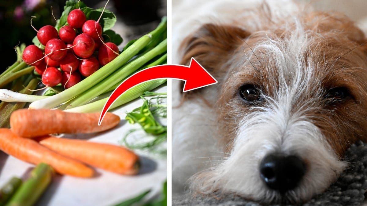 En ny studie visar att det finns flera fördelar med att låta hunden äta en växtbaserad kost