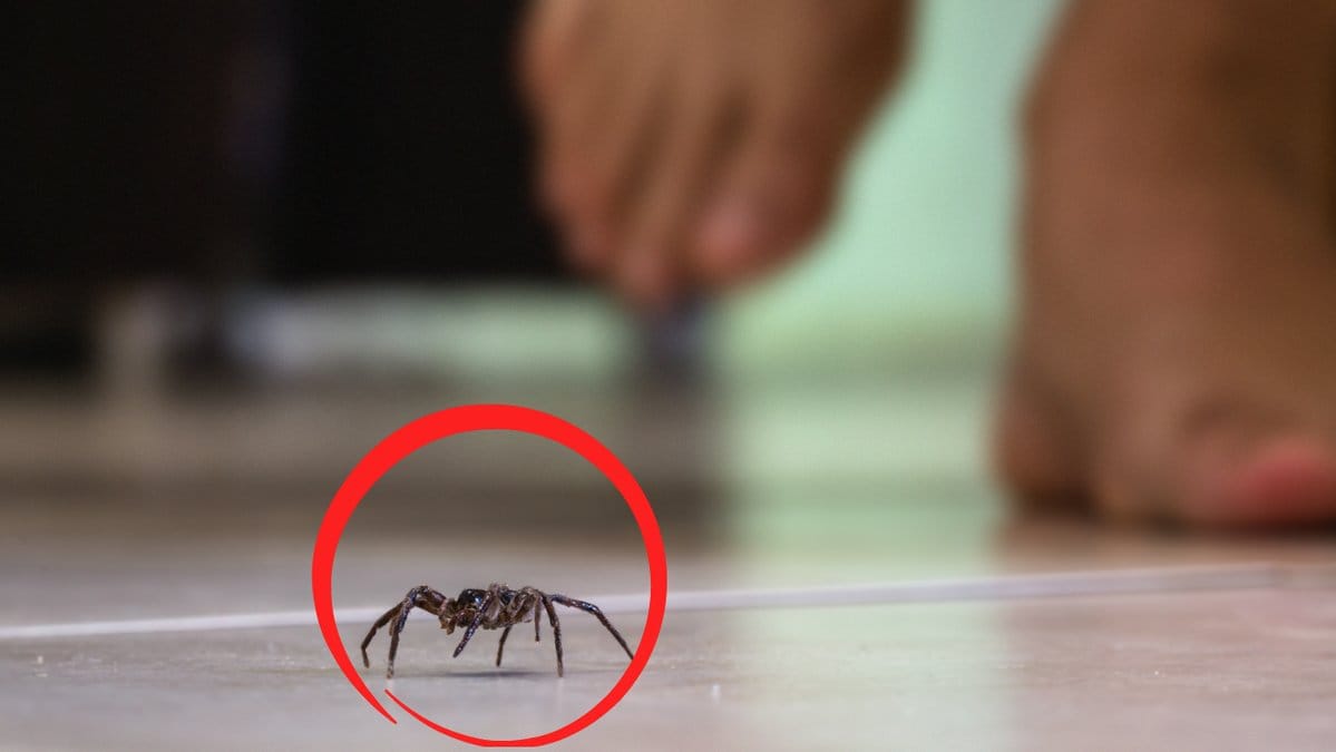 Fem-knep-for-att-skramma-bort-spindlar