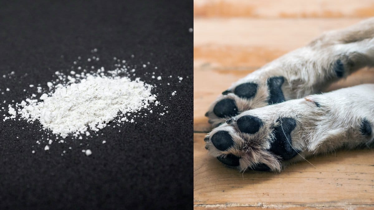 Hund-at-amfetamin-i-park