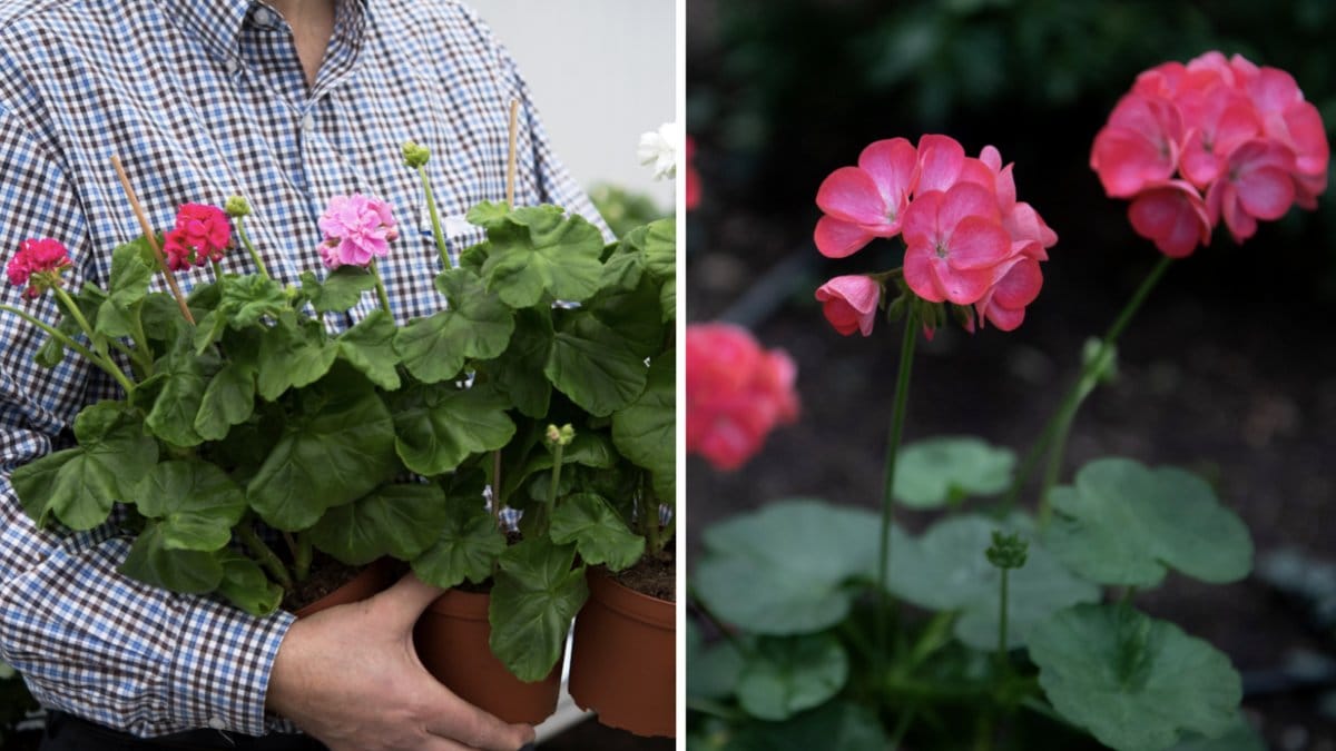 Så lyckas du med pelargonerna.