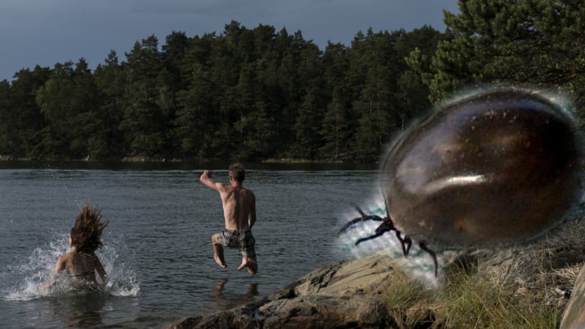 TBE-fallen har ökat i Sverige.