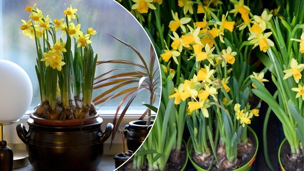 Påskliljor i kruka.