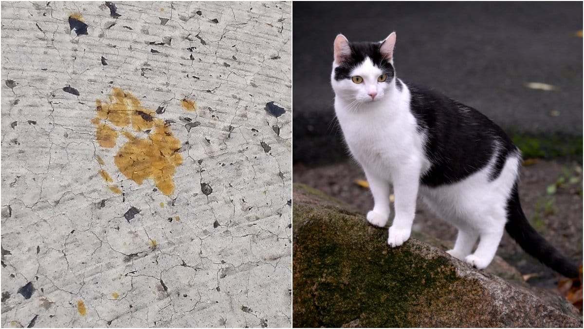 Tassavtryck på en metallpläteringsanläggning i Fukuyama. Katten på bilden har inget med innehållet i texten att göra. 