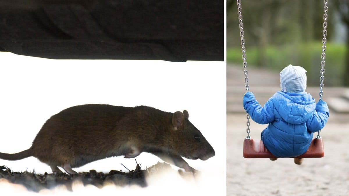 Råttinvasion på populär lekplats i Biskopsgården i Göteborg. Arkivbild.