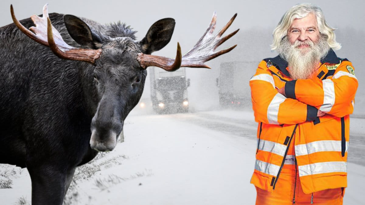 Älg på vinterväglag. Bärgaren Kent.