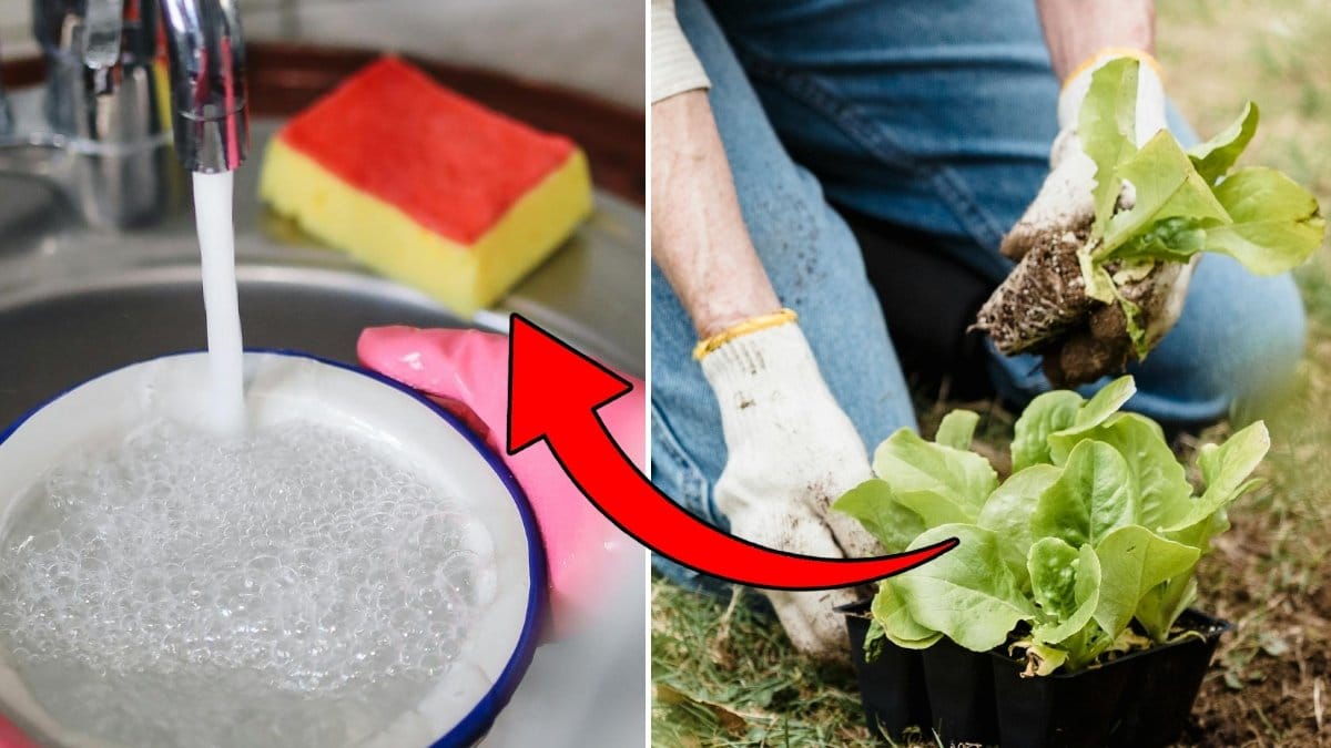 En bild på en disksvamp och en person som odlar sallad.