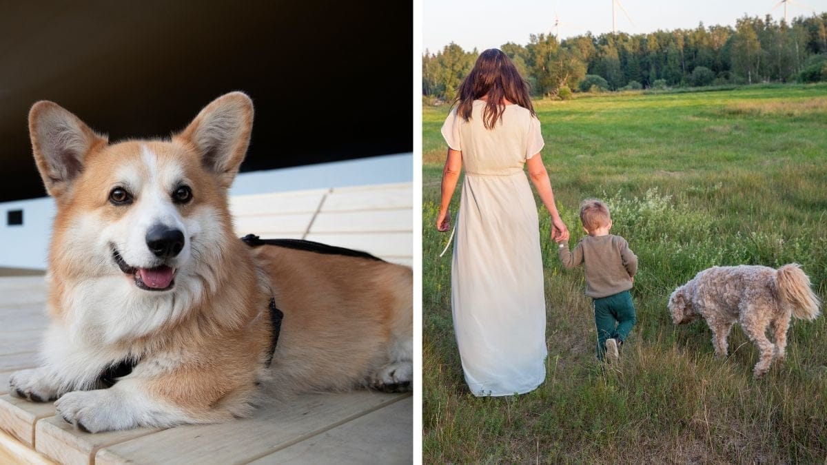 Hund på en brygga och en kvinna och ett barn som går med en hund i gräset.