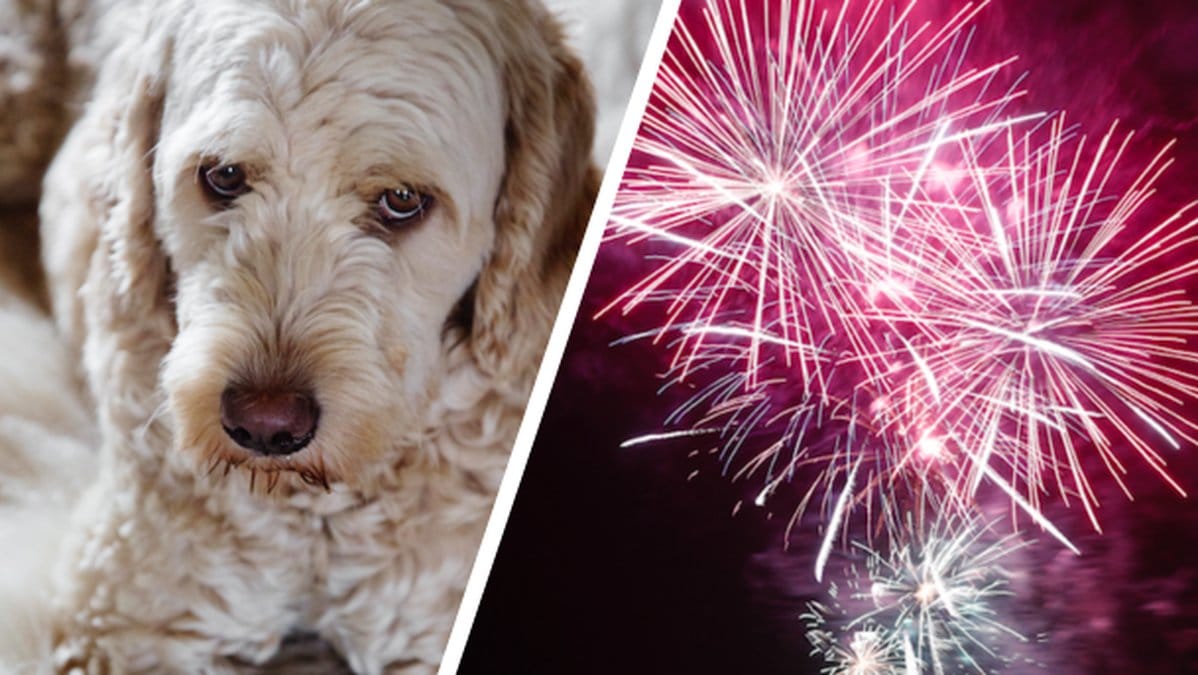 Nyårsafton, fyrverkier, hund