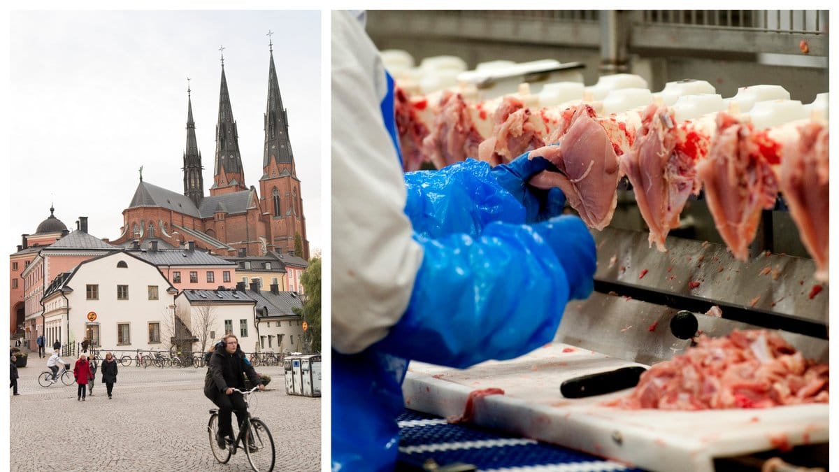 Uppsala kommun stoppar sina inköp av livsmedel från Kronfågel. 