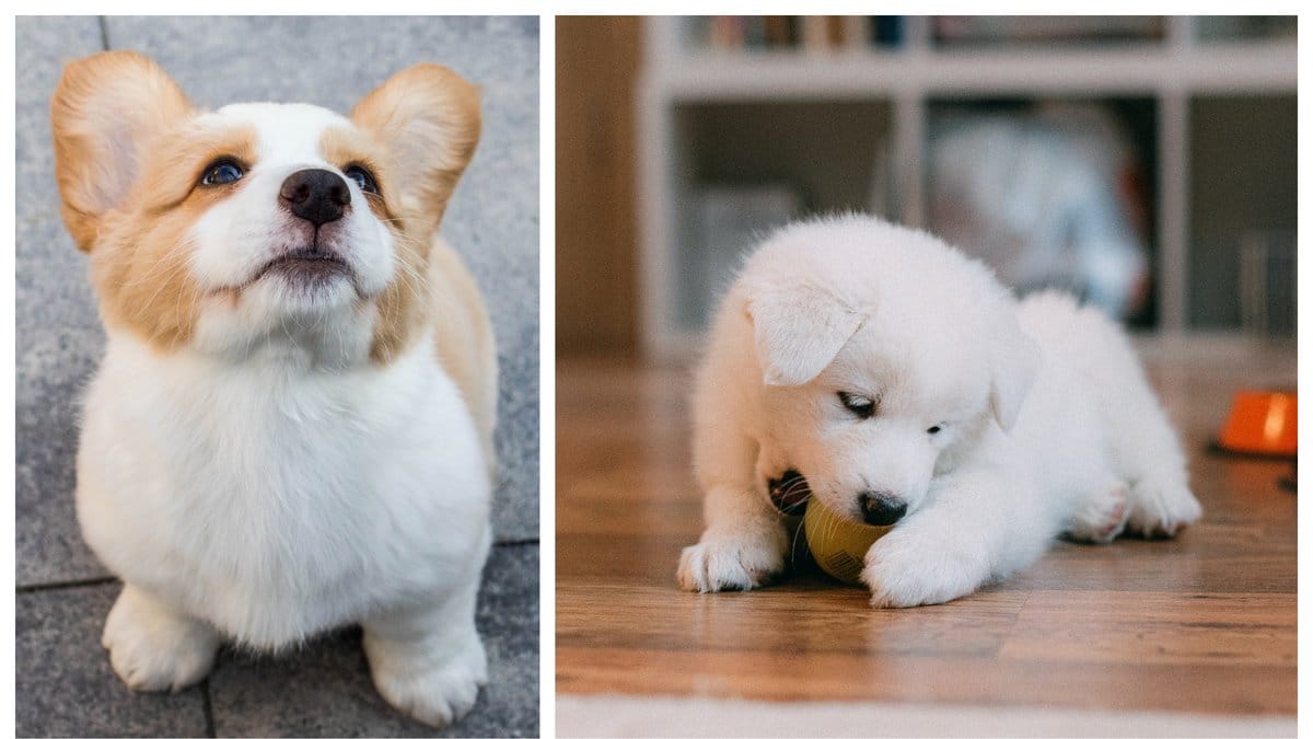 Ska du välkomna en liten hundvalp i ditt hem?