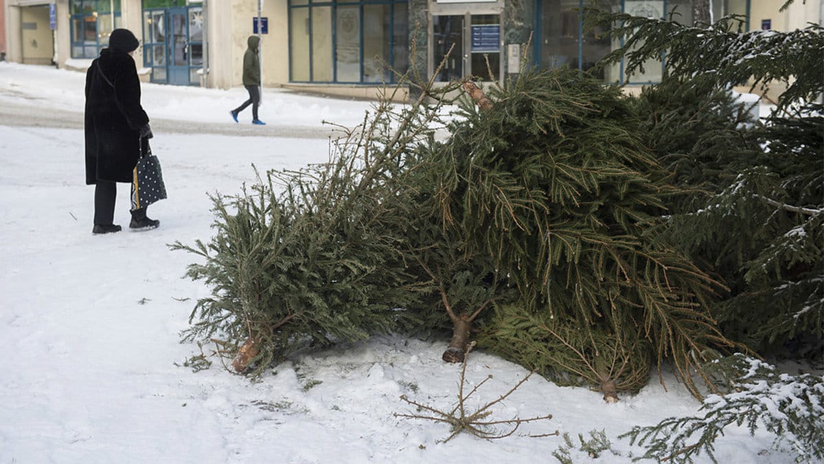 granar ligger ner i snön, en äldre tant går