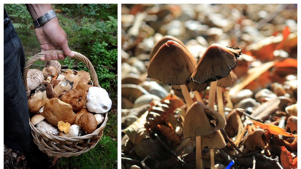 Polisen varnar för att plocka svampen toppslätskivling.