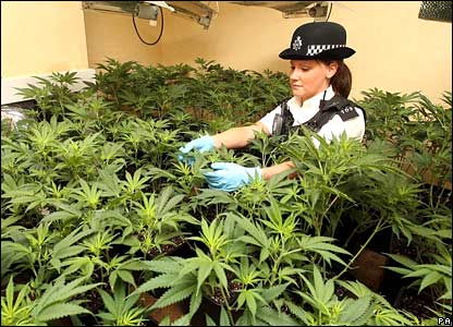 Marijuanaodling