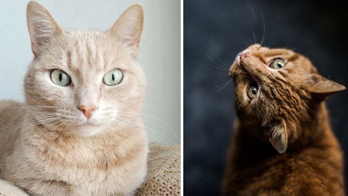 Här är alla fantastiska fördelar med att ha katt hemma.