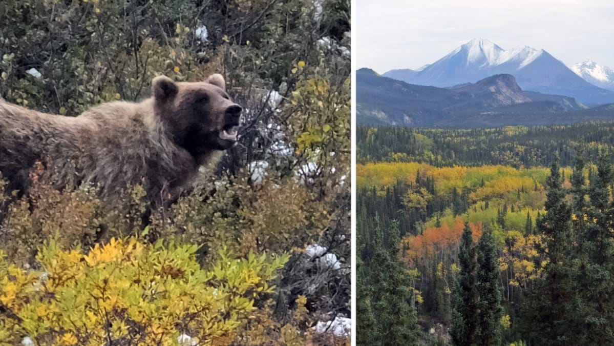 Grizzlybjörn i Alaska.