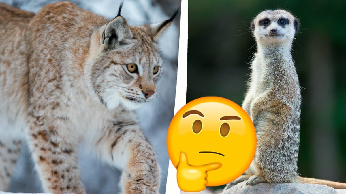 Djur quiz svårt